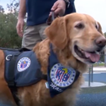 Therapy Dog Macy Helps Georgia Community Heal